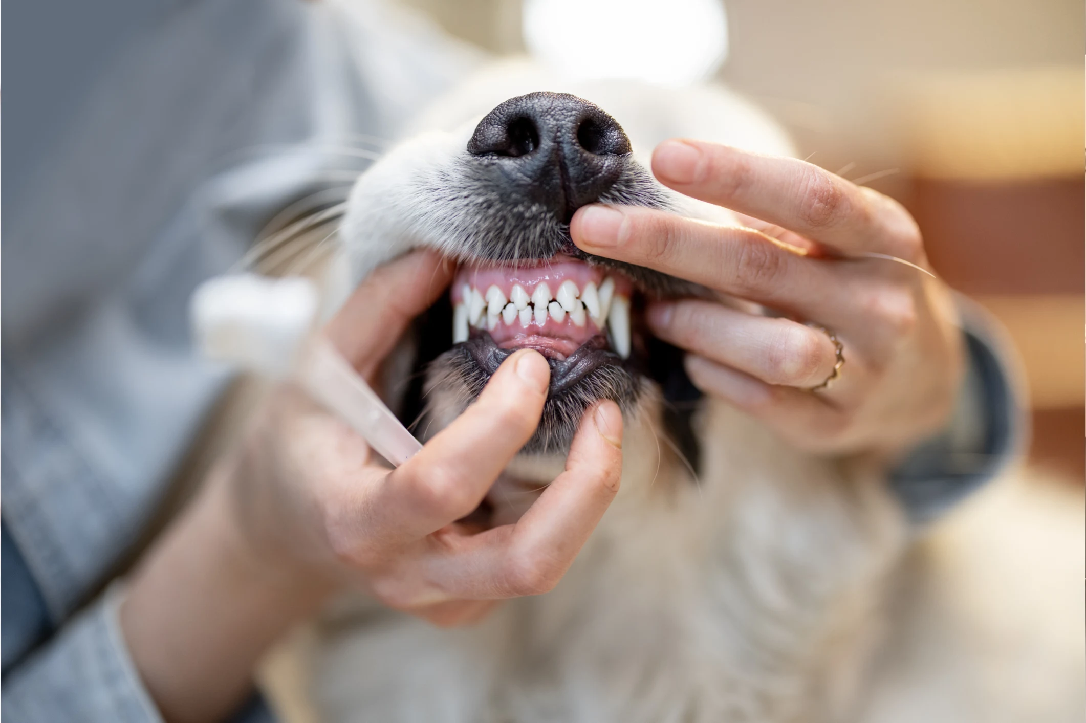 Reliable Pet Dental Care in Regina