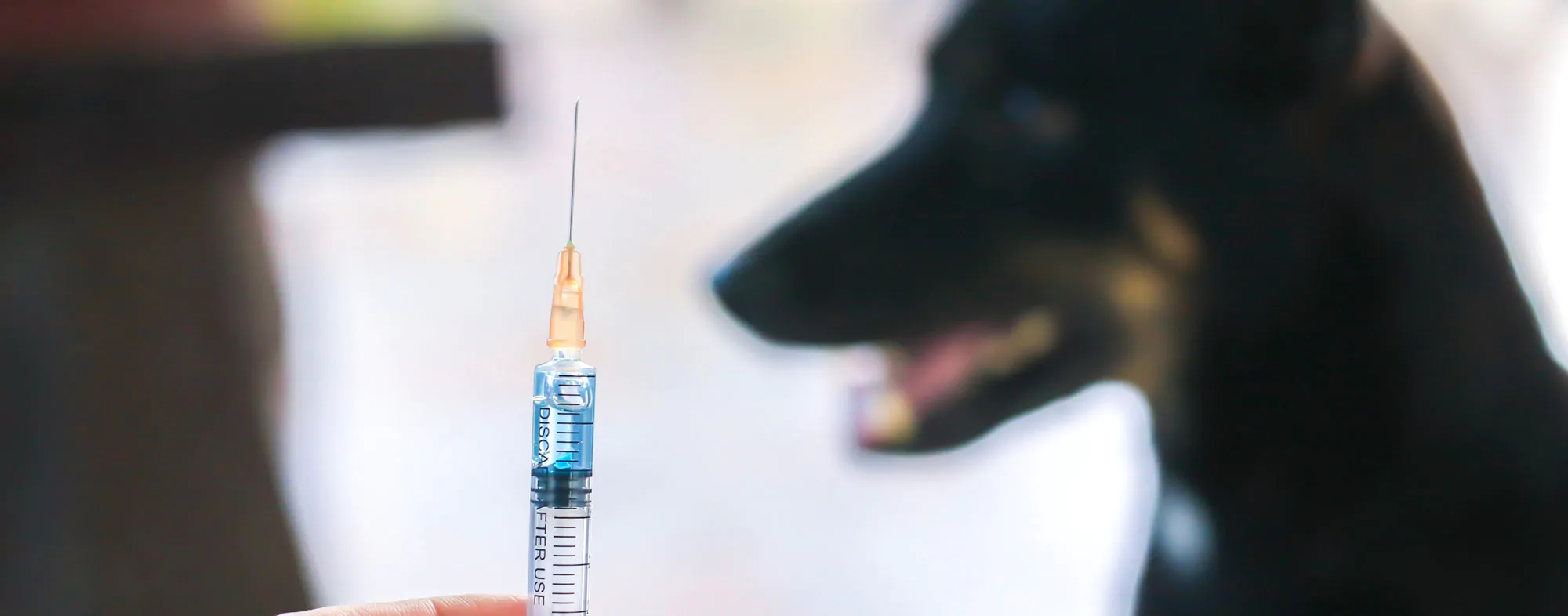 Vaccination Schedules for Cats and Dogs