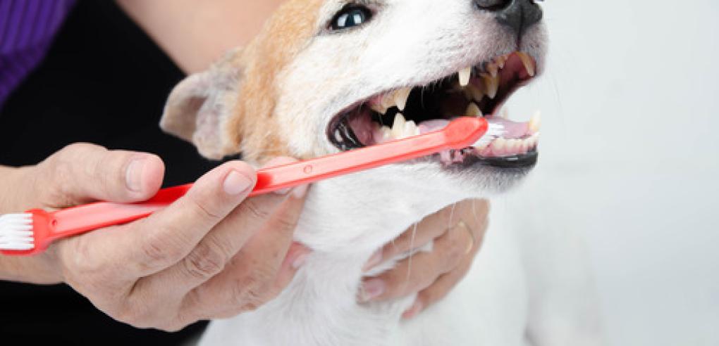 Avoid These Dog Teeth Cleaning Mistakes Today