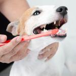 Avoid These Dog Teeth Cleaning Mistakes Today