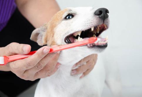 Avoid These Dog Teeth Cleaning Mistakes Today