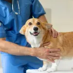 Is Spaying Safe? Regina Vet Explains