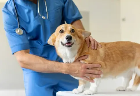 Is Spaying Safe? Regina Vet Explains