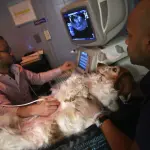 Pet Medical Care Services