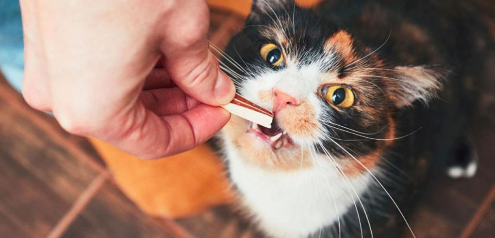 Curious About Kitten Dental Health? 5 Tips Every Pet Owner Should Know