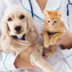 Spay and Neuter