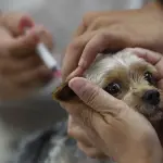 What Popular Diseases Do Dog Vaccination in Regina Prevent?