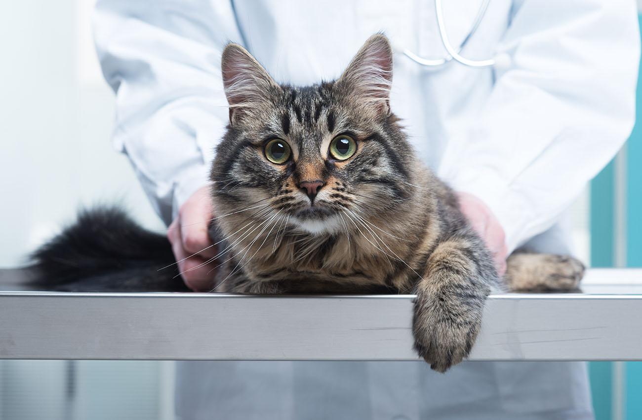 How to Effectively Manage Vaccination Schedule for Multiple Cats?