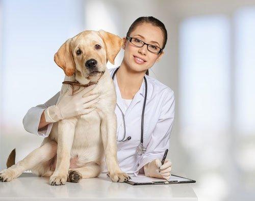 Comprehensive Pet Care Services at Animal Hospital in Regina