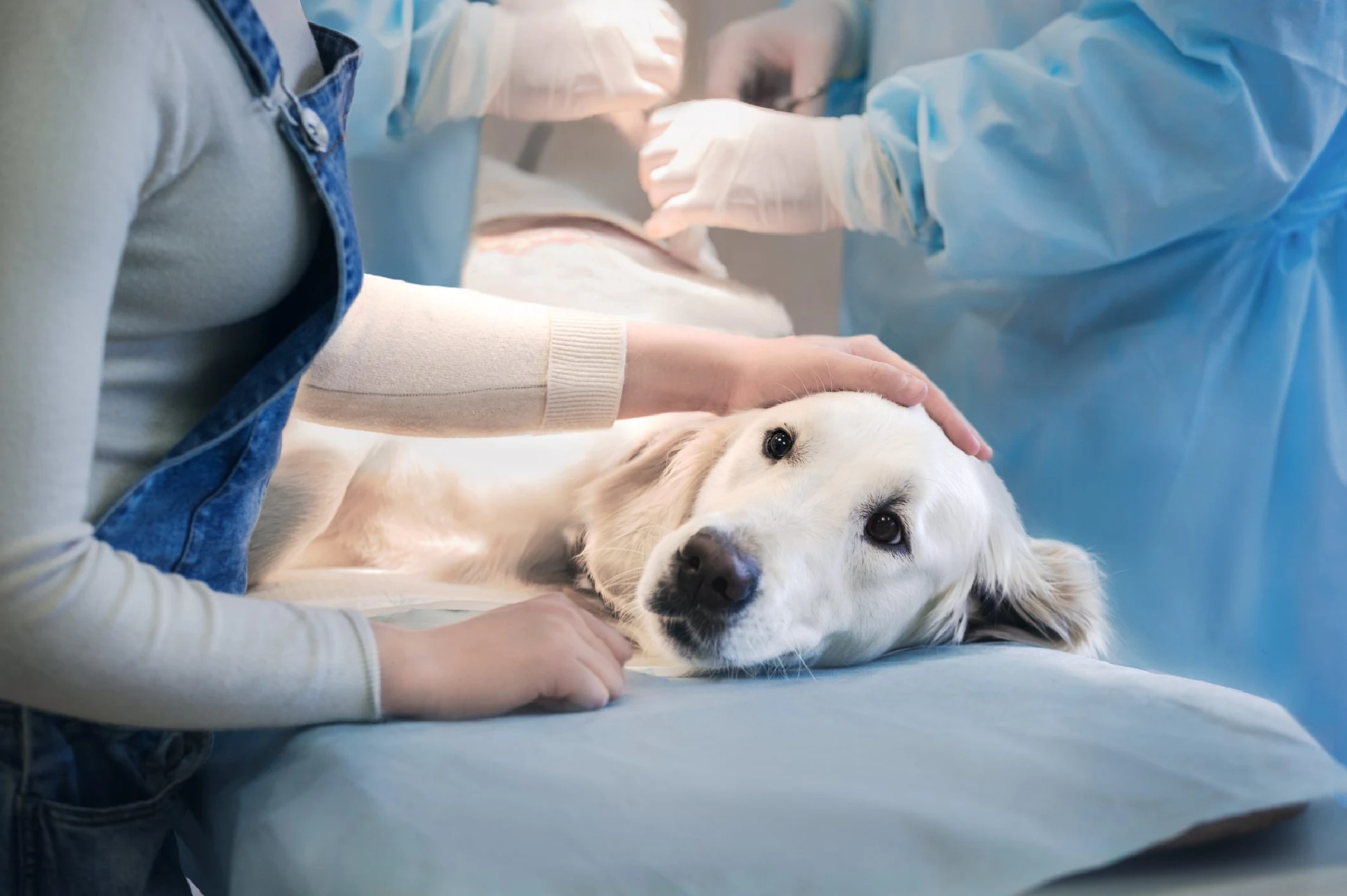 Best Pet Surgical Care Services in Regina