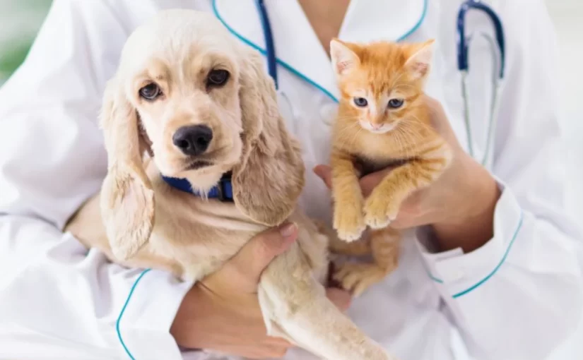 Pet Clinic, Hospital for Cats, Dogs, Regina, SK