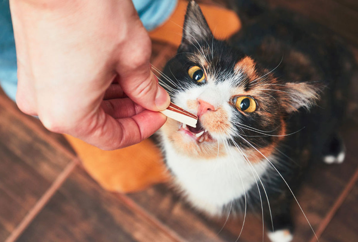 Curious About Kitten Dental Health? 5 Tips Every Pet Owner Should Know