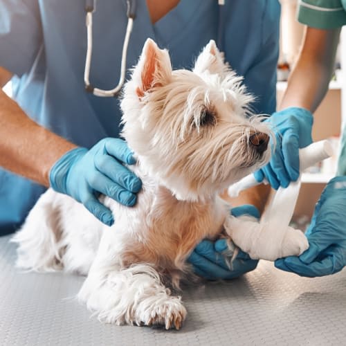 Why Immediate Access to Emergency Veterinary Care Matters?